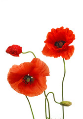 mohn