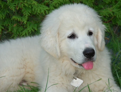 babyhund zeigt die zunge