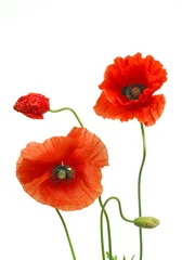 Stickers meubles Coquelicots mohn