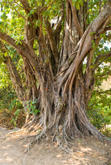 tree