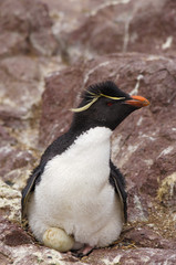 Fototapeta premium rockhopper peguin manchot pingouin oeuf 