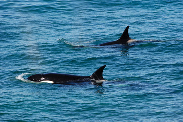 Obraz premium orques