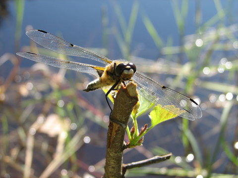 dragonfly on the limb