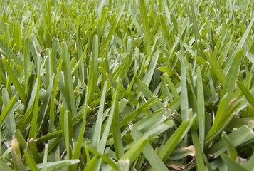 green grass