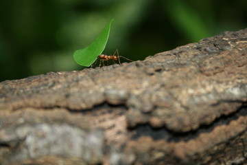 ant and leaf