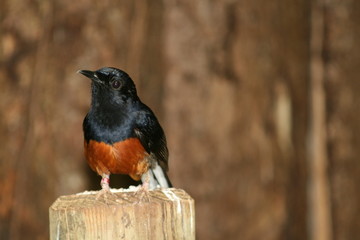 red chested bird