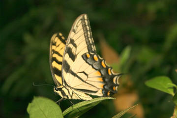 butterfly profile