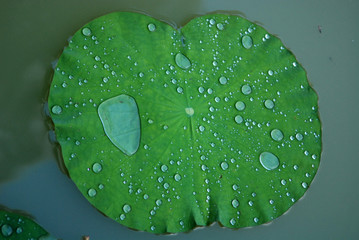 water droplets and lotus leaf inside the pond