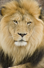 Obraz na płótnie Canvas close-up of african lion