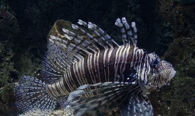 lionfish