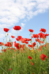 Obraz premium czerwone pole maku