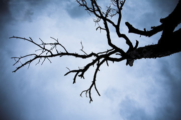 dead tree