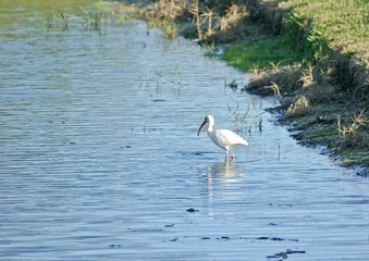 egret in water