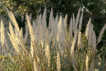 pampas grass with light in florida