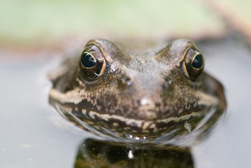 sei kein frosch