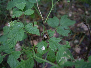 potato bug on timber raspberry