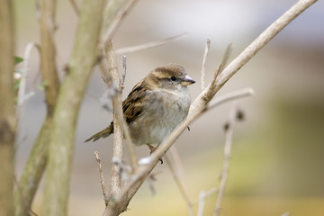 female sparrow on bare tree branch