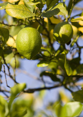 fresh ripe lime on tree in spanish garden