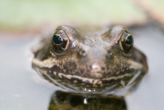 Froschaugen Bilder – Durchsuchen 6,918 Archivfotos, Vektorgrafiken und ...