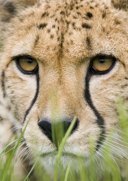 cheetah portrait head closeup