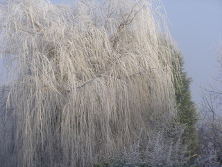 frost