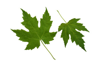 two green platan leaves.