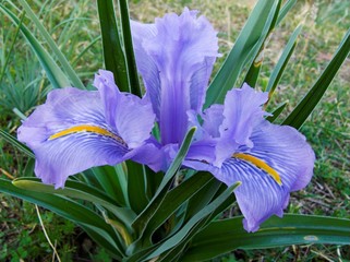 iris selvatico