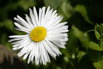 Obraz premium single daisy