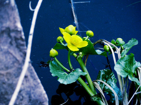 globe-flower  spring