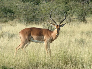 Naklejka na ściany i meble Springbok w Etosha National