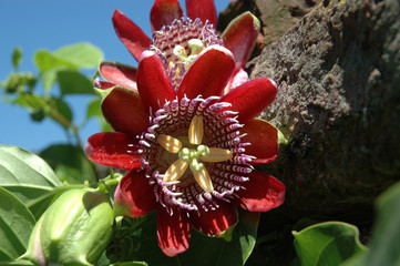 flor abierta