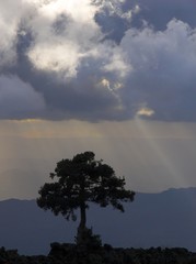 Plakat albero al tramonto