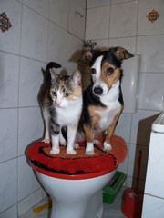 hund und katze