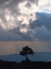 Plakat albero al tramonto