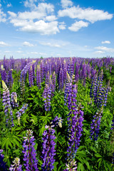 sommer lupine field 3