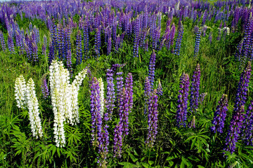 Obraz premium summer lupine field 4