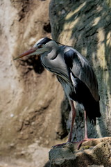héron gris
