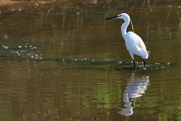 aigrette garzette