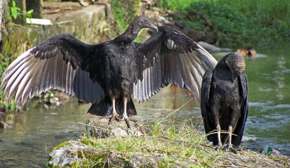 even vultures can love!