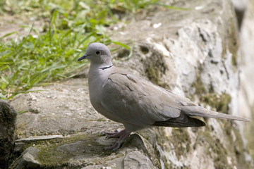 gray bird