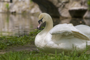 white swan