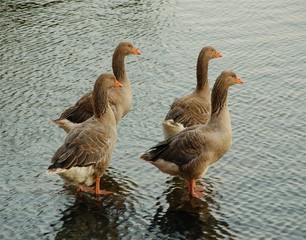 4 patos