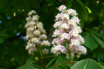 chestnut flowers