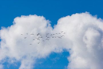 birds flying away