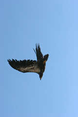 golden eagle