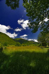 Obraz premium l'ombre et la prairie