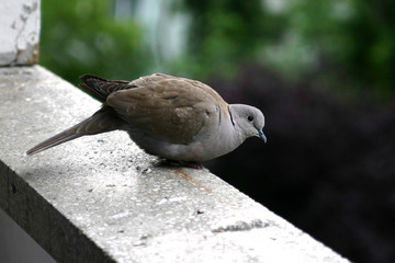 grey pigeon close-up