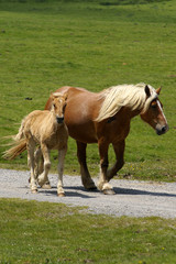 Fototapeta premium le poulain et sa maman