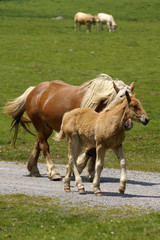 Fototapeta premium animaux de ferme