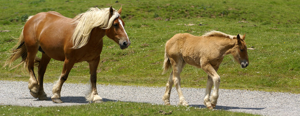 la jument et son petit